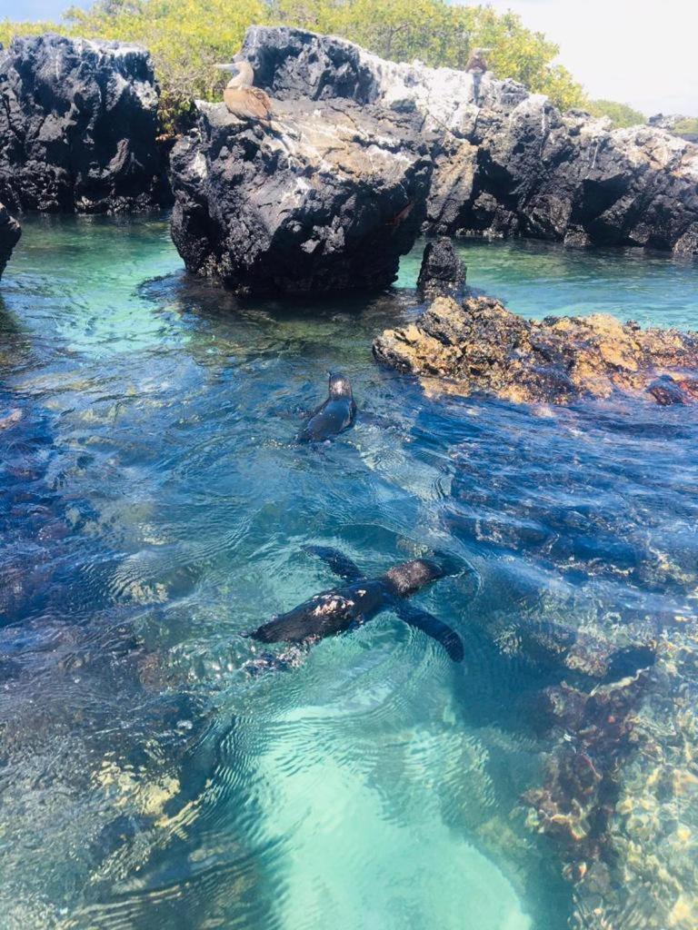 比亚米尔港Cormorant Beach House住宿加早餐旅馆 外观 照片